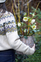 Frau hält geflochtenen Blumentopf mit Christrosen (Helleborus niger)