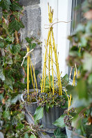 Plant tubs with yellow dogwood (Cornus) and ivy (Hedera) at the house entrance