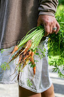 Woman holding freshly harvested carrots