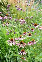 Sonnenhut (Echinacea) und Eisenkraut (Verbena) in sommerlichem Gartenbeet