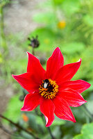 Red dahlia in the garden