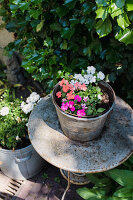 Diligent lily in a pot on an old, rusty table in the garden