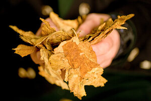 Hands holding dried tobacco leaves