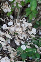 Samenstand des Silberblatts im Garten