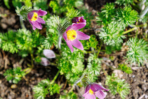 Blühende Gewöhnliche Küchenschelle (Pulsatilla vulgaris, Kuhschelle) im Garten