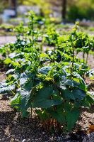 Tuberous burnet (Phlomis tuberosa) in the garden