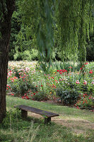 Bench under weeping willow with view of herbaceous border