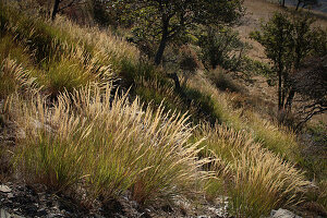 Samenstände des Raugras (Achnatherum calamagrostis) im Gegenlicht im Wallis, Schweiz