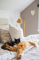 Two cats on bed in bedroom with floor lamp