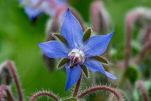 Close up einer Borretschblüte (Borago Officinalis)