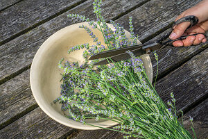 Lavendelblüten abschneiden (Lavandula)