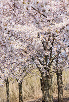 Blühende Zierkirsche (Prunus), Kirschbäume am Wegesrand