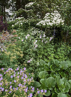 Lush perennial bed with daisies (Leucanthemum) and purple meadow flowers in the summer garden