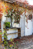 Autumnal veranda with grapevines and wooden shelf