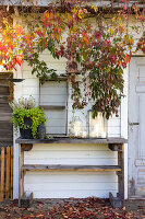 Autumnal decorated garden wall with wooden shelf and lanterns