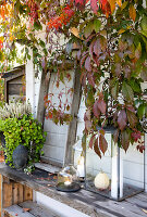 Herbstliche Terrassendekoration unter Weinlaub