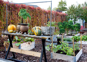 Herbstliche Kürbisdekoration auf Holzgartentisch im Gemüsegarten