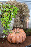 Pumpkin and potted plant next to a candle on an autumnal terrace