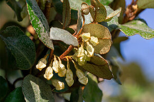 Oleaster willow (Elaeagnus ebbingei) with flower buds