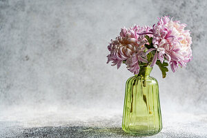 Purple chrysanthemums (Chrysanthemum) in a green vase