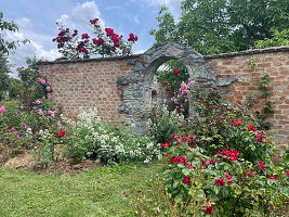 Rose garden in bloom with brick wall and arched passageway