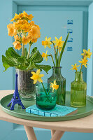 Yellow primroses (Primula) and daffodils (Narcissus) in glass vases on a green tray
