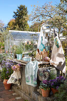 Gartentisch mit Kräutertöpfen und DIY-Produkten und Gewächshaus im Hintergrund