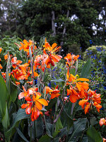 Leuchtend orangefarbene Canna-Lilien