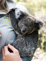 Frau hält Koala im Arm