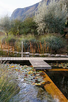 Natural pool with wooden jetty and water lilies, surrounded by lavender and olive trees