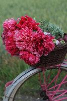 Basket with peony bouquet and vegetables on a bicycle