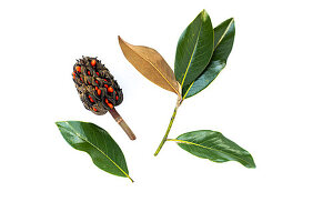  Fruit and leaves of the evergreen magnolia (Magnolia grandiflora) 