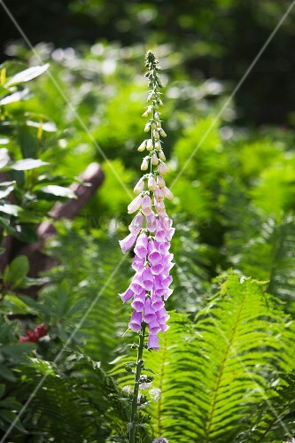 Violetter Fingerhut Und Farn Im Garten Bild Kaufen 11308296