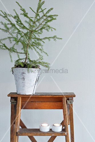 Christmas Arrangement Of Small Conifer Image 11403012 Christmas Arrangement Of Small Conifer