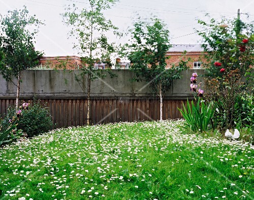 Bluhender Garten Und Betonmauer Mit Bild Kaufen 11002558