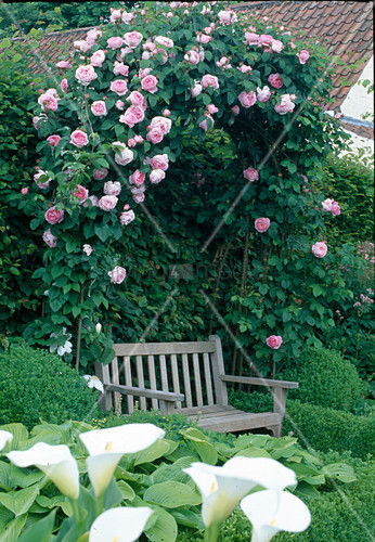 Garden Bench Under Rose Arch And Books Buy Image 12126540