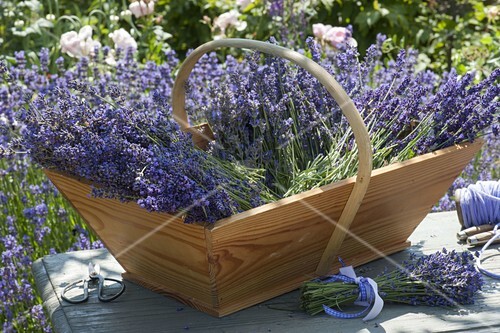 Lavendel Ernte Im Bauerngarten Bild Kaufen 12191420