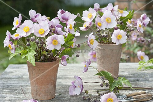 10 Servietten Sonnenblumen Bienen Kornblumen Weizen Serviettentechnik 1//4 Motivs