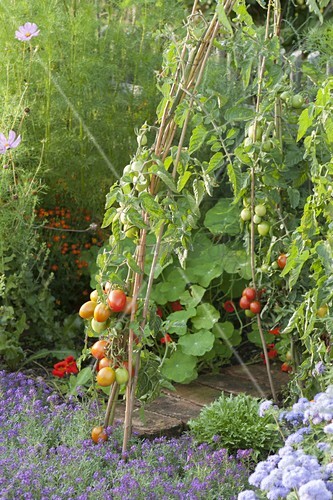 Tomaten An Weidenruten Im Gemusegarten Bild Kaufen 12192196