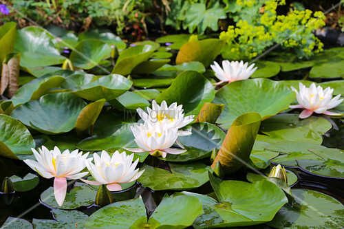 Weisse Seerosen Bluhen Im Gartenteich Bild Kaufen 12573500