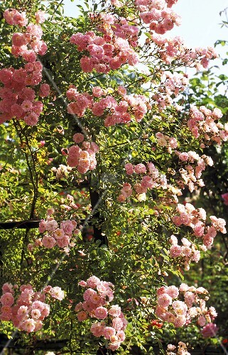 Blühender Rosenbusch mit rosa Blüten Bild kaufen 00705634 living4media